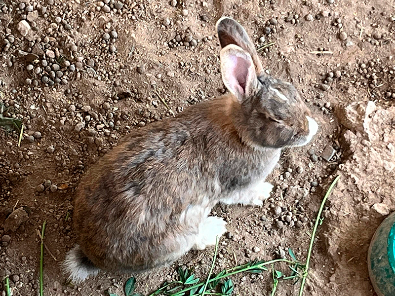 Conejo Gigante de Flandes (Oryctolagus cuniculus)