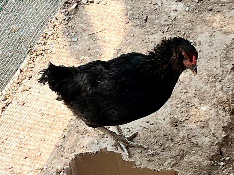 Gallina Araucana (Gallus inauris)