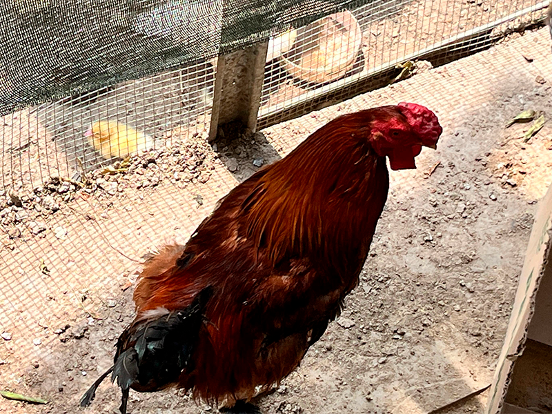 Gallo Asil  (Gallus gallus domesticus)