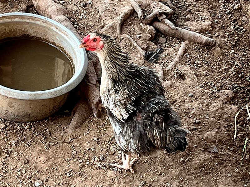 Gallo Doméstico (Gallus gallus domesticus)