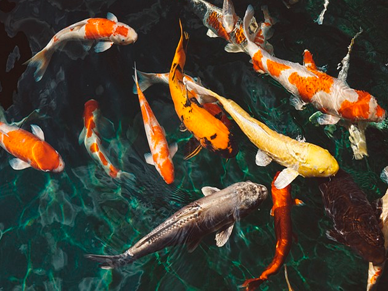 Carpas Koi (Cyprinus carpio)