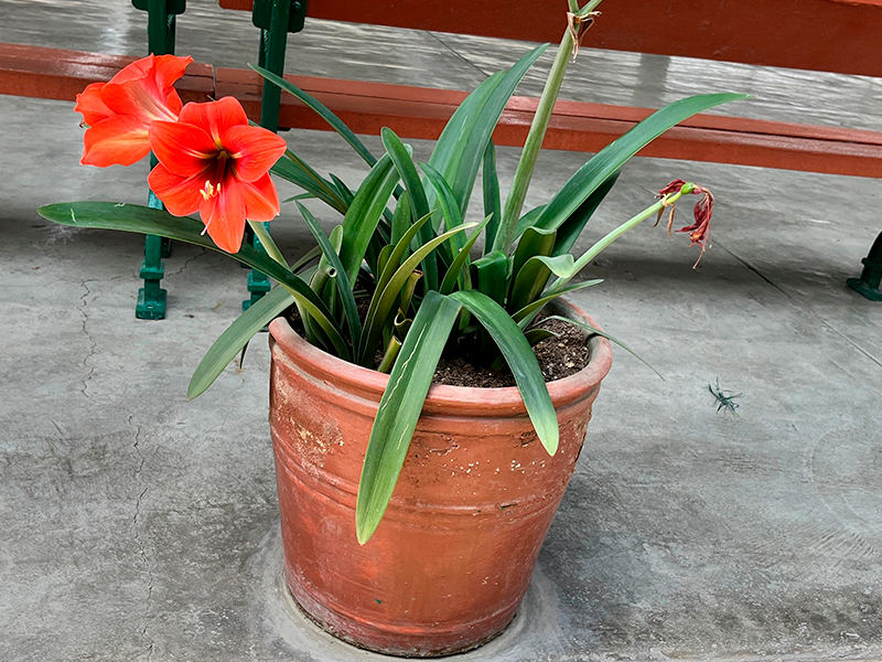 Amarilis roja (Hippeastrum spp.)