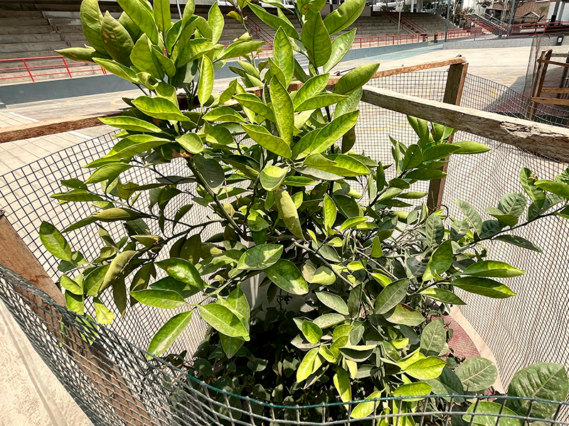 Árbol cítrico (Citrus spp.)