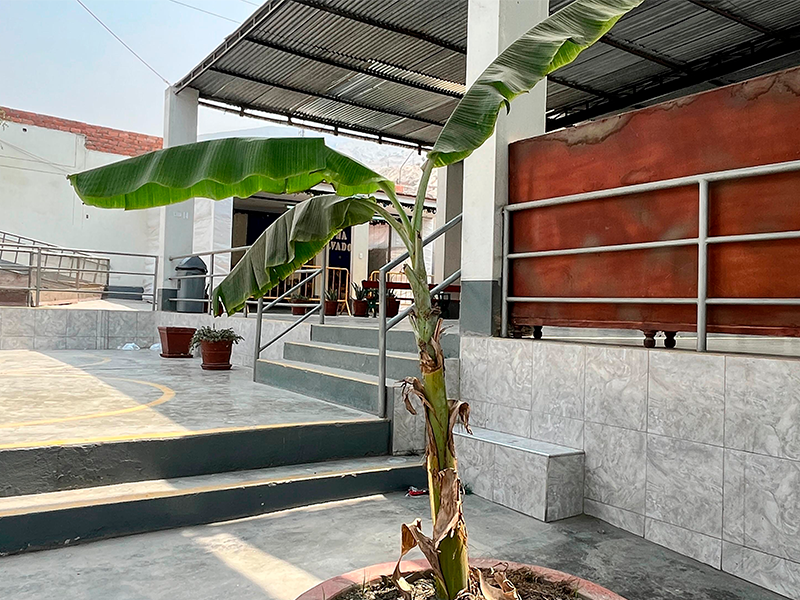 Plátano / Banano (Musa spp.)