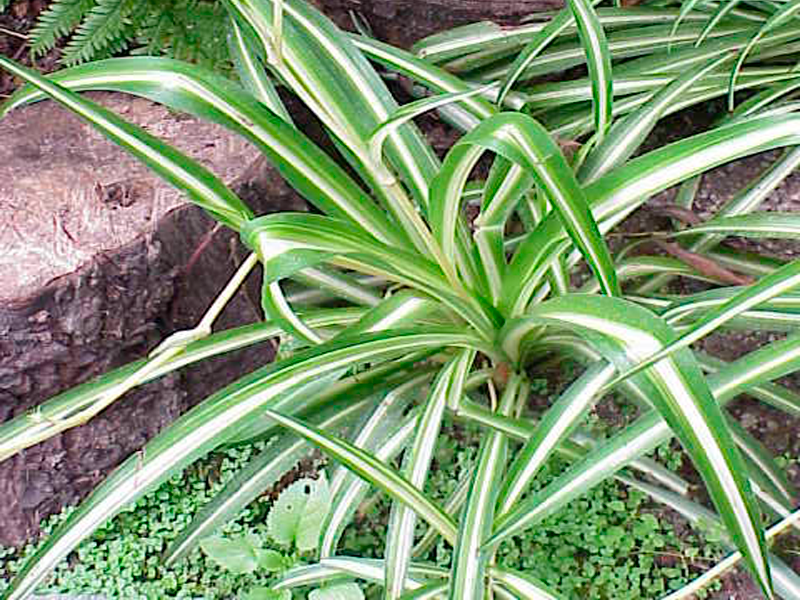Cinta de Novia / Mala Madre (Chlorophytum comosum)