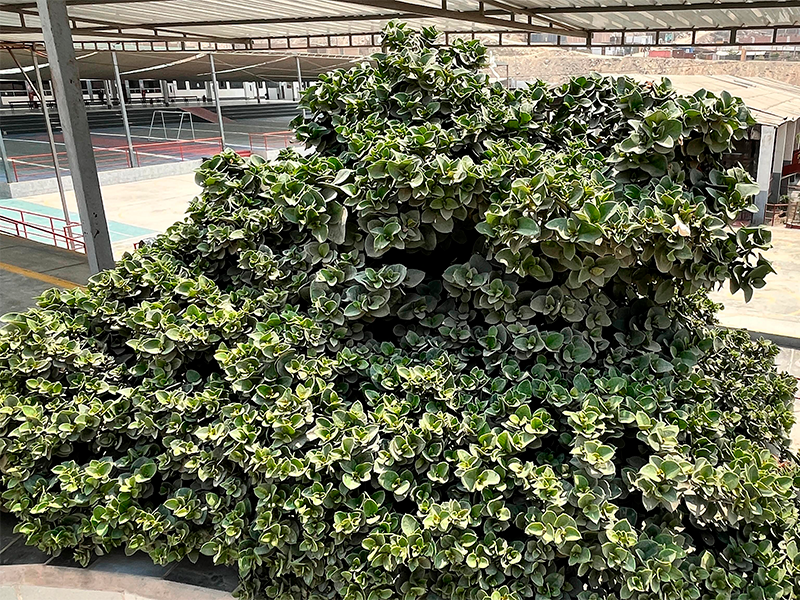 Ciruela de Natal (Carissa macrocarpa)