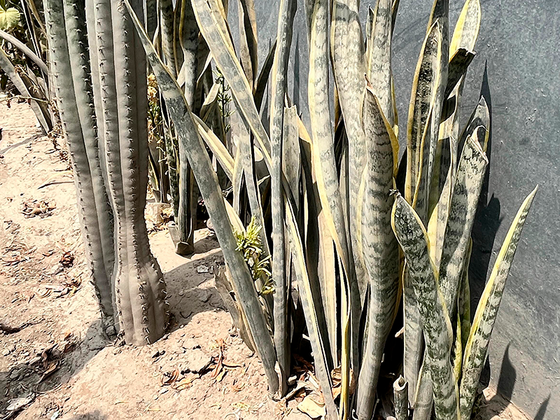 Lengua de Suegra / Espada de San Jorge (Dracaena trifasciata)