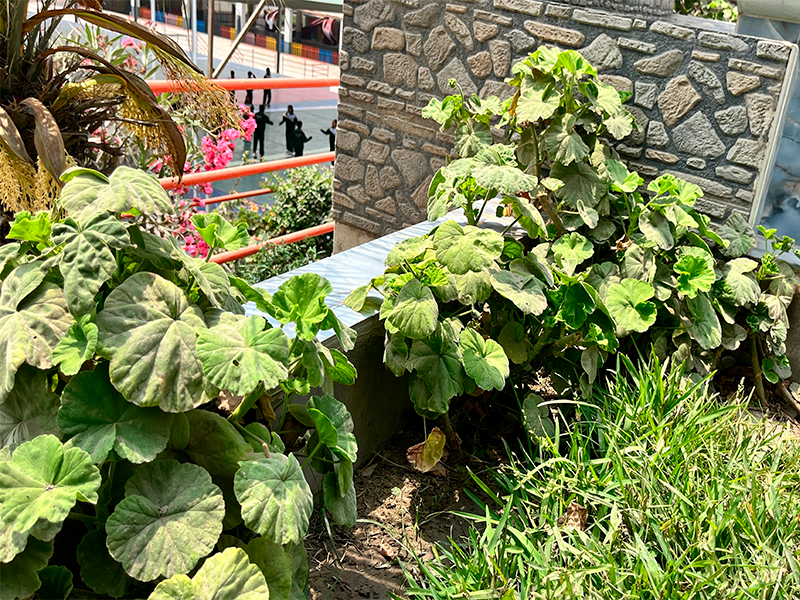 Geranio (Pelargonium)