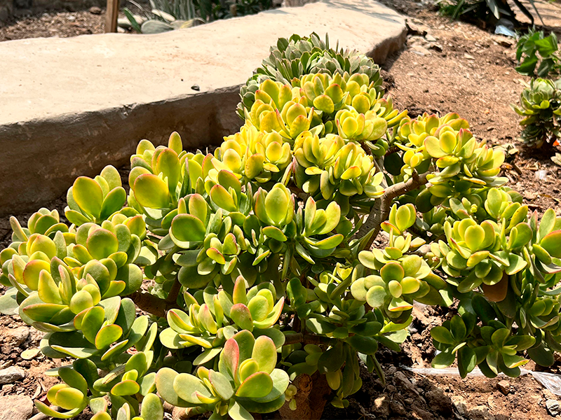 Planta de jade (Crassula ovata)