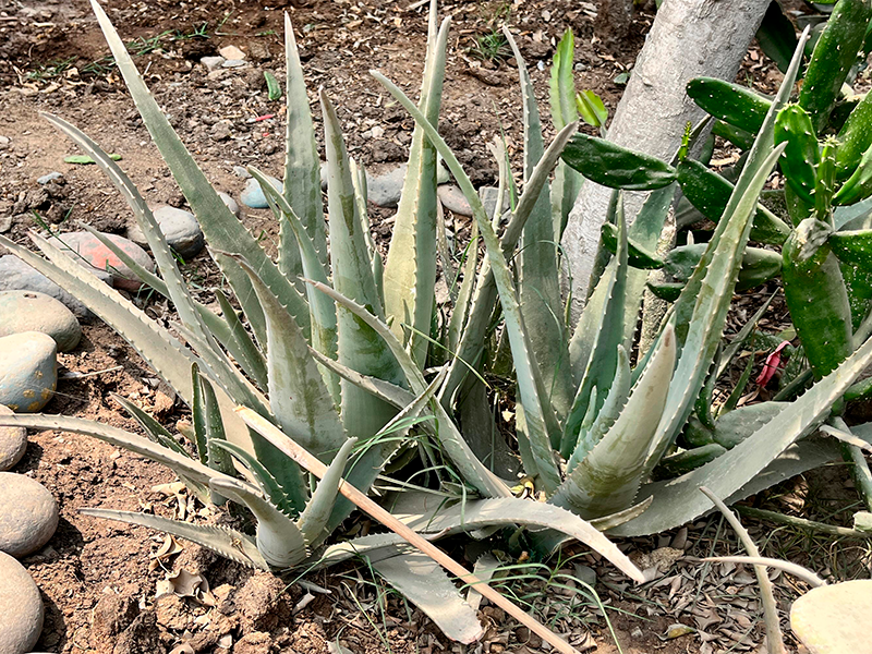 Maguey / Pita (Agave americana)