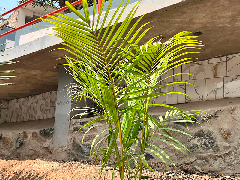 Palma areca (Dypsis lutescens)