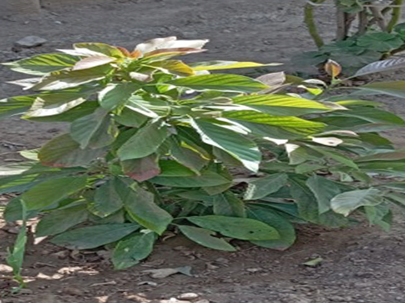 Palto / Aguacate (Persea americana)